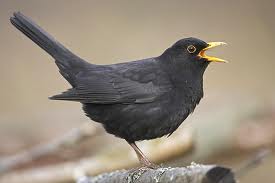 Amsel