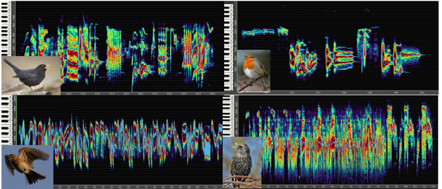 Was die Vögel wirklich singen