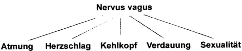 Nervus Vagus